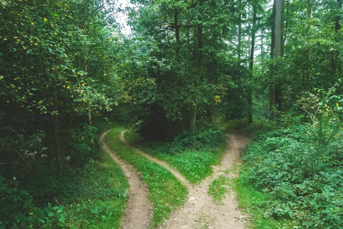 Path in the woods
